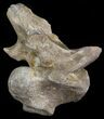 Mosasaur (Platecarpus) Dorsal Vertebrae - Kansas #31648-1